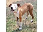 Adopt Peppa a Brown/Chocolate - with White Hound (Unknown Type) / Mixed dog in