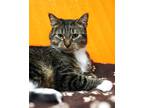 Adopt Lucky a Gray or Blue Domestic Shorthair / Domestic Shorthair / Mixed cat