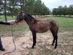 2022 Gray PRE filly