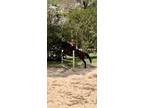 Hunter/jumper OTTB mare