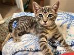 Hudson Domestic Shorthair Kitten Female