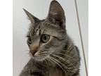 Didi Pickles Domestic Shorthair Young Female
