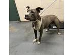 Missy American Pit Bull Terrier Adult Female