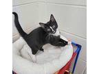 Morticia Domestic Shorthair Kitten Female