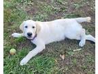 Mickey Labrador Retriever Young Male