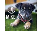 Mike Ross Suits American Pit Bull Terrier Puppy Male