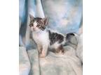 Chip Domestic Shorthair Kitten Male