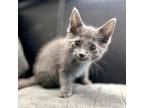 Wicked Domestic Shorthair Kitten Female