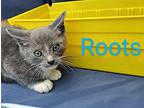 Kitten: Roots Domestic Shorthair Kitten Female