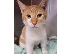 Gruyere Domestic Shorthair Young Male