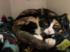 Patches Domestic Shorthair Senior Female