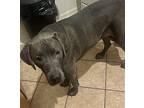 Markey *FOSTER NEEDED* Weimaraner Young Male