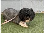 Misty Lhasa Apso Adult Female