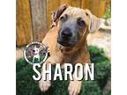 Sharon Louise Parsons American Pit Bull Terrier Puppy Female