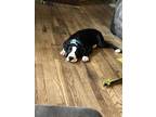 Beetlejuice - IN FOSTER Mixed Breed (Medium) Puppy Male
