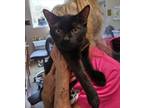 Horace Domestic Shorthair Young Male
