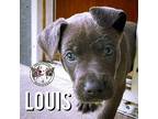 Louis Litts Suits American Pit Bull Terrier Puppy Male