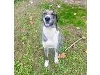 Ross Great Dane Young Male