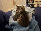 S'mores Domestic Shorthair Kitten Male