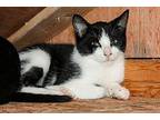 Mr. Sailor Sooky Domestic Shorthair Young Male