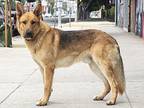 Kobe von Kotzen German Shepherd Dog Young Male