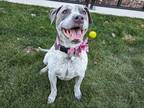 Rowin American Pit Bull Terrier Adult Female