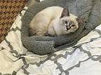 Fintan O-Toole Domestic Shorthair Kitten Male