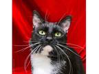 Tony Domestic Shorthair Adult Male