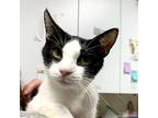 Lila Domestic Shorthair Young Female