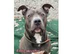 Eddie Munster American Pit Bull Terrier Adult Male