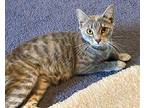 Jewell Domestic Shorthair Young Female