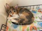 Daisy Domestic Shorthair Kitten Female