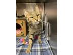 Wednesday Domestic Shorthair Young Male