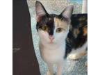 Adopt Inarie a Domestic Short Hair