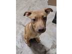 Adopt Miny a Pit Bull Terrier