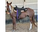 Adopt Jilly a Mustang / Mixed horse in Hohenwald, TN (37264337)