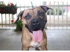 Adopt MAXIMUS a Brown/Chocolate - with Black Boxer / Mixed dog in Ocala