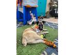 Adopt SOKKA a Tan/Yellow/Fawn Border Collie / Mixed dog in San Martin