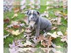 English Bulldog-Olde English Bulldogge Mix PUPPY FOR SALE ADN-701278 - Wrinkly