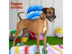 Adopt COPPER a Red/Golden/Orange/Chestnut - with White Redbone Coonhound / Mixed