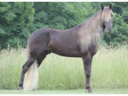 Gorgeous Chocolate Breeding Stallion