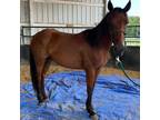 Adopt Freya a Mustang / Mixed horse in Hohenwald, TN (37264333)