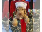 Goldendoodle PUPPY FOR SALE ADN-701332 - F2BB Golden Labradoodles Ready for