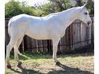 Cute Gentle Grey Gelding