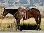 2009 Brown Gelding