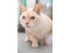 Adopt Sweetie a Orange or Red Tabby Domestic Shorthair (short coat) cat in