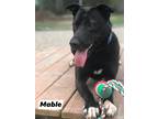 Adopt Mable a Black Mixed Breed (Large) / Mixed dog in Batavia, OH (31333298)