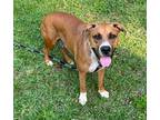 Adopt Lolli a Red/Golden/Orange/Chestnut - with White Boxer / Pit Bull Terrier /