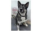 Adopt CITY OF HAWTHORNE 021623-272 a Black - with White Alaskan Malamute / Mixed