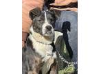 Adopt Diva a Brindle - with White Mixed Breed (Medium) / Terrier (Unknown Type